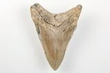 Fossil Megalodon Tooth - North Carolina #200702-1
